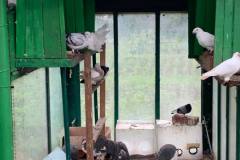 zobrazhennia_viber_2023-06-12_16-06-22-990